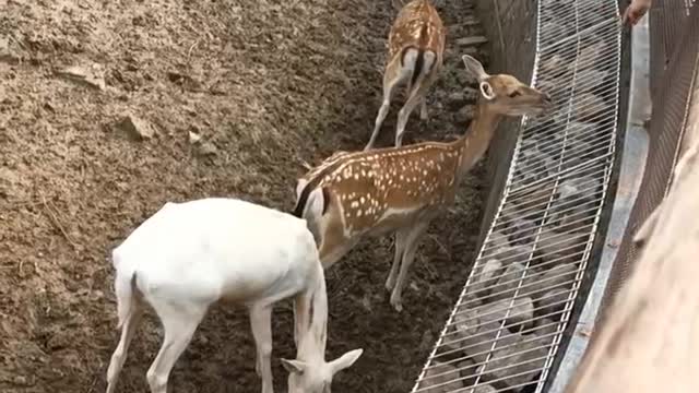 Rare white sika deer