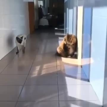 Cat slides to play with another cat