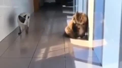 Cat slides to play with another cat