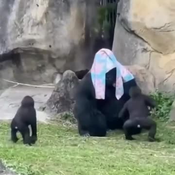 Funny Animal and Nature Videos