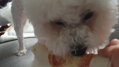 Video of a dog chewing a bone