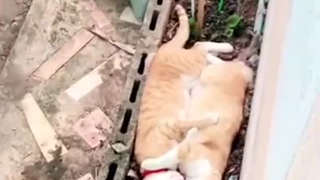 😇 Laugh non-stop with these funny cat 😹 - Funniest cat Expression Video 😇 - Funny Cat Life