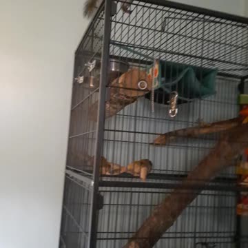 Sal out for evening play