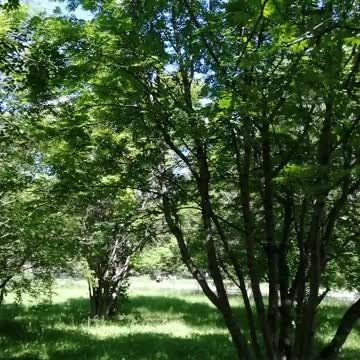 Walk in a beautiful park.