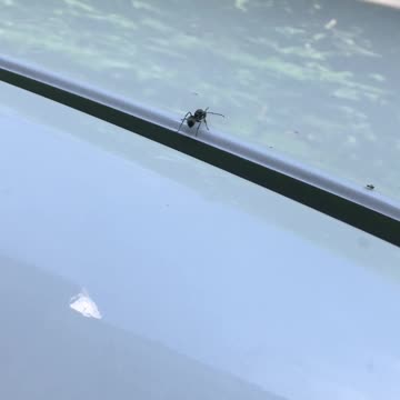 Get into the car and walk around