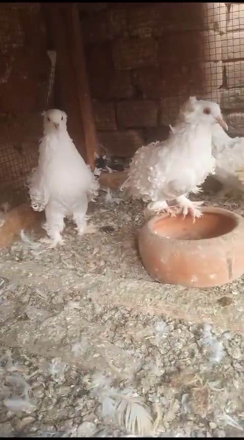 Click here link description for sell Cheap price