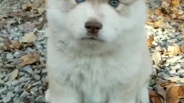 Big-bred husky