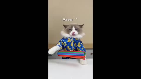 Cats make food 2023 "That Little Puff" Tiktok Compilation #36