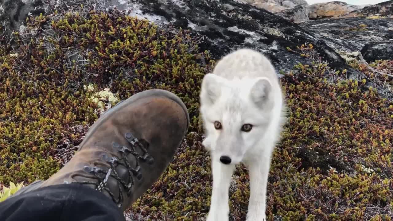 Encounter a young wild white Arctic Fox in Greenland