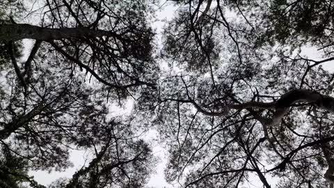 The sound of the wind on the branches