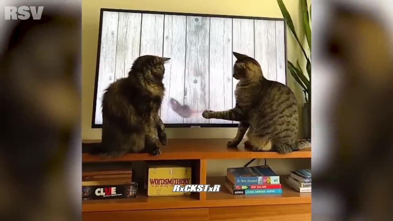 Talking Animal Voiceovers Compilation