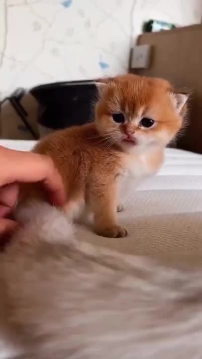 Kitty SeesCat Nemesis The House Down