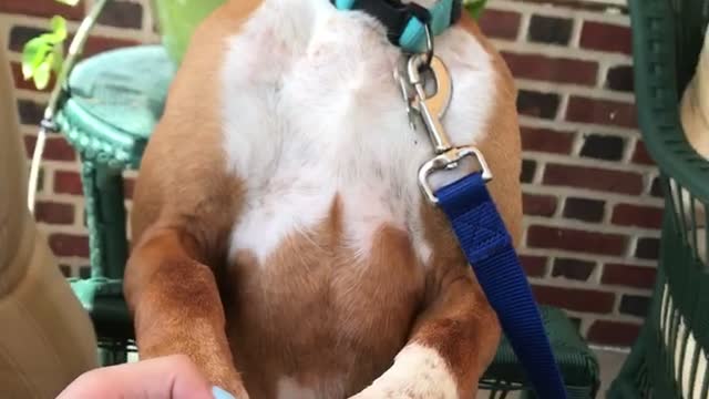 Brown dog holding arms with owner and sitting up right