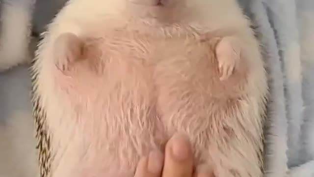 Hedgehog Bellyrubs (Part 4)