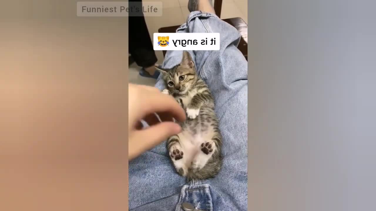 Tiktok funny angry cats (Try not to laugh)