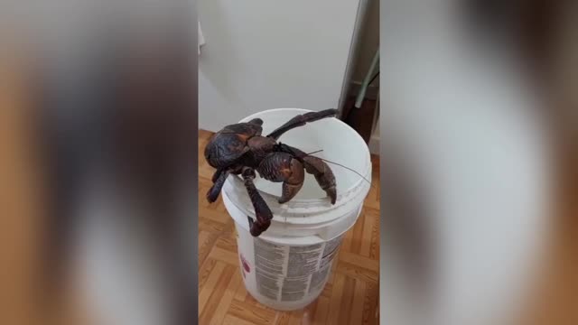 Terrestrial Coconut Crab