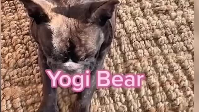 Funny Animal Videos 2022 😂 - Best Dogs And Cats Videos 😺