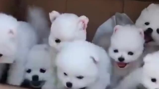 cute puppy video 2022 | how to train dogs | dog traning tips and tricks in discription #shorts