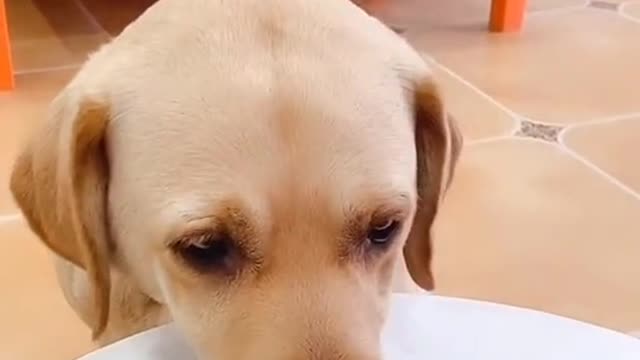 doggy trolled pranks with dog