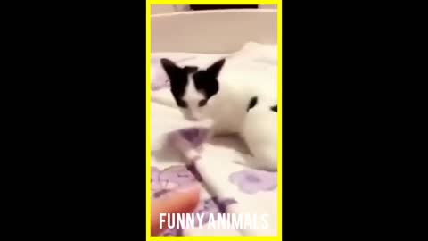 Funny Animals/Funny Animals Channel