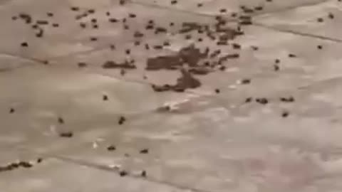 Video shock