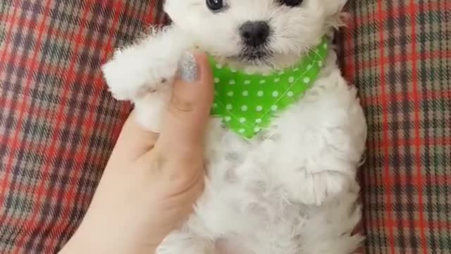 Bichon frise baby is so cut.! Lovely puppy video