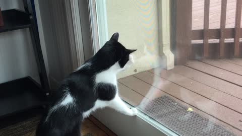 Cat Won't Let Leaf On Deck