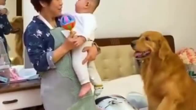 🐕Cute and Funny Dogs Videos Compilation_