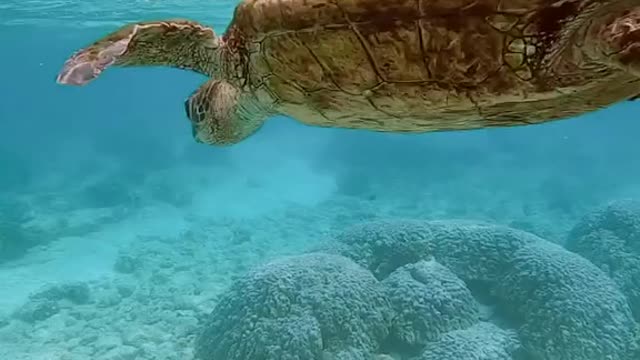 weekendvibes#oceanlover#turtle