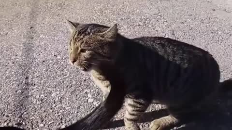 Cat playing or fighting??