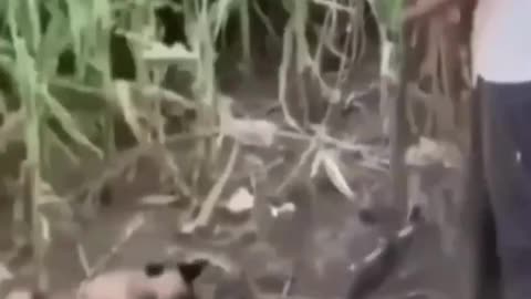 Funny Animal video