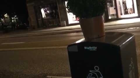 Guy in black shirt tries kicking plant