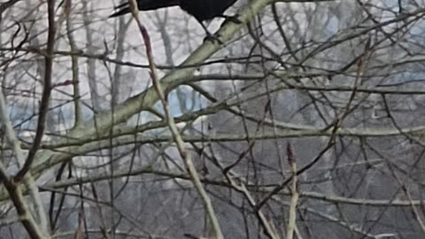 A raven in flight.