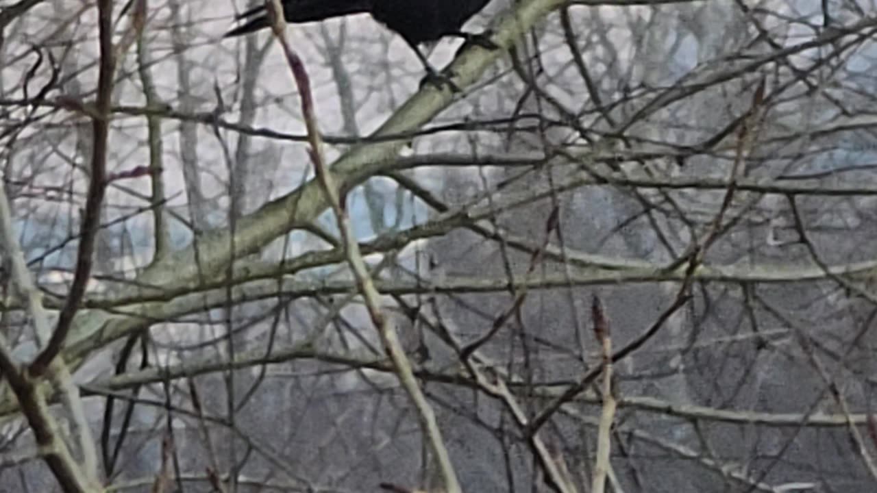 A raven in flight.