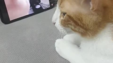 Dancemojo cat