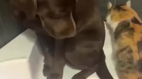 Super Funny Dog Videos #1