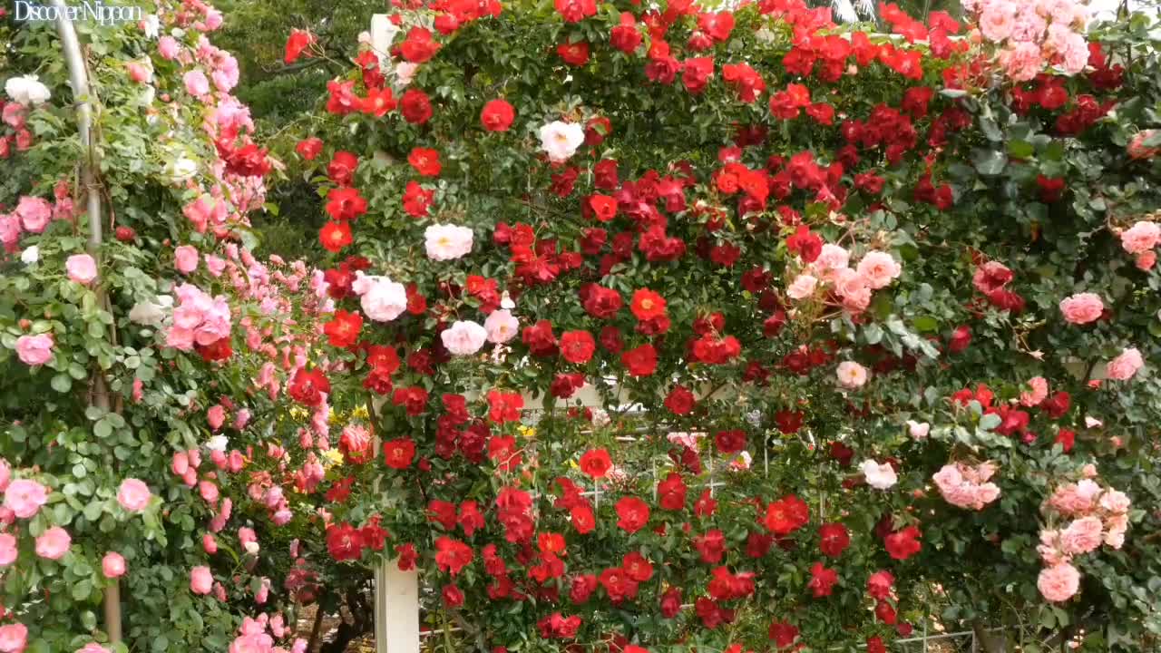 Is this camellia? It's beautiful