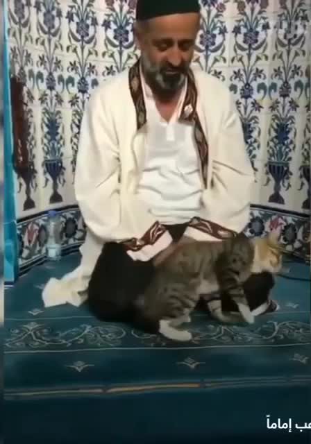 Cute cat wants attention :)