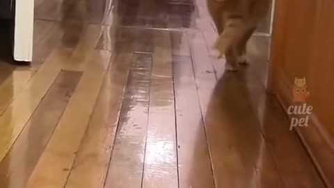 Funny cats 1