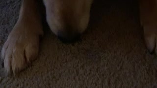 Carpet licker