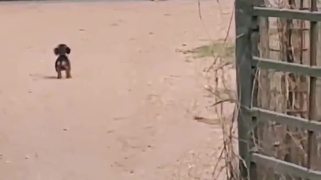 The way the dog stopped to wait for her to come off fully 😭😭