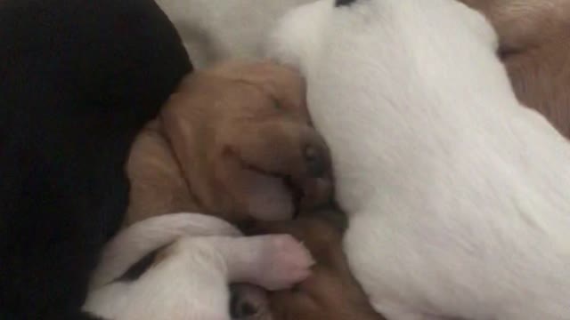 Sleeping puppy tongu