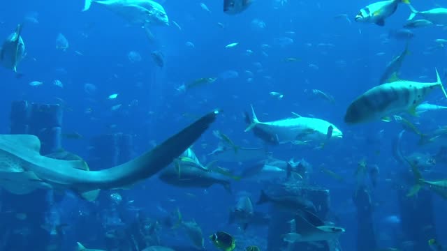 Sting ray close up footage.