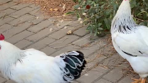 The chicken are looking for their food