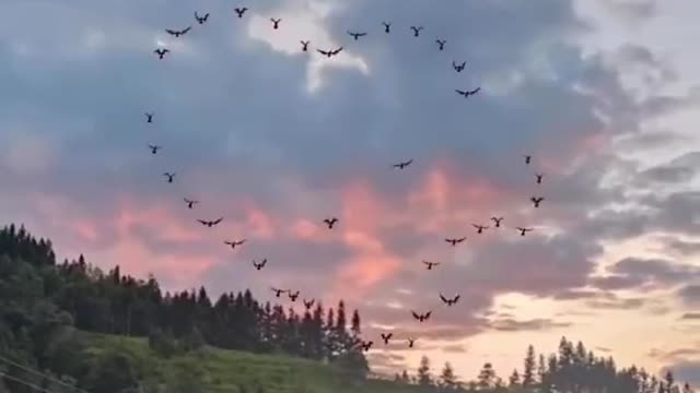 Amazing Birds Draw Heart Shape