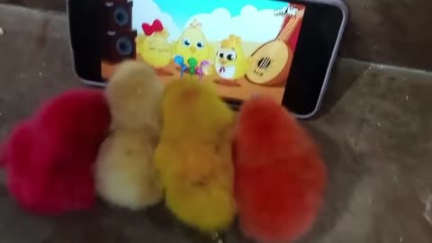 Chicken 🐓 Kitten funny seen