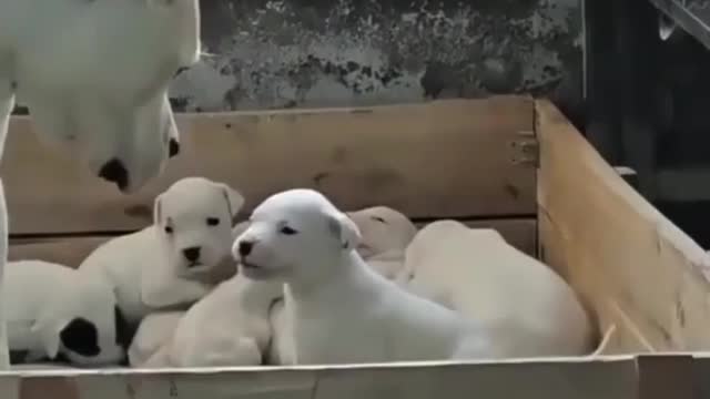 dog with puppy's