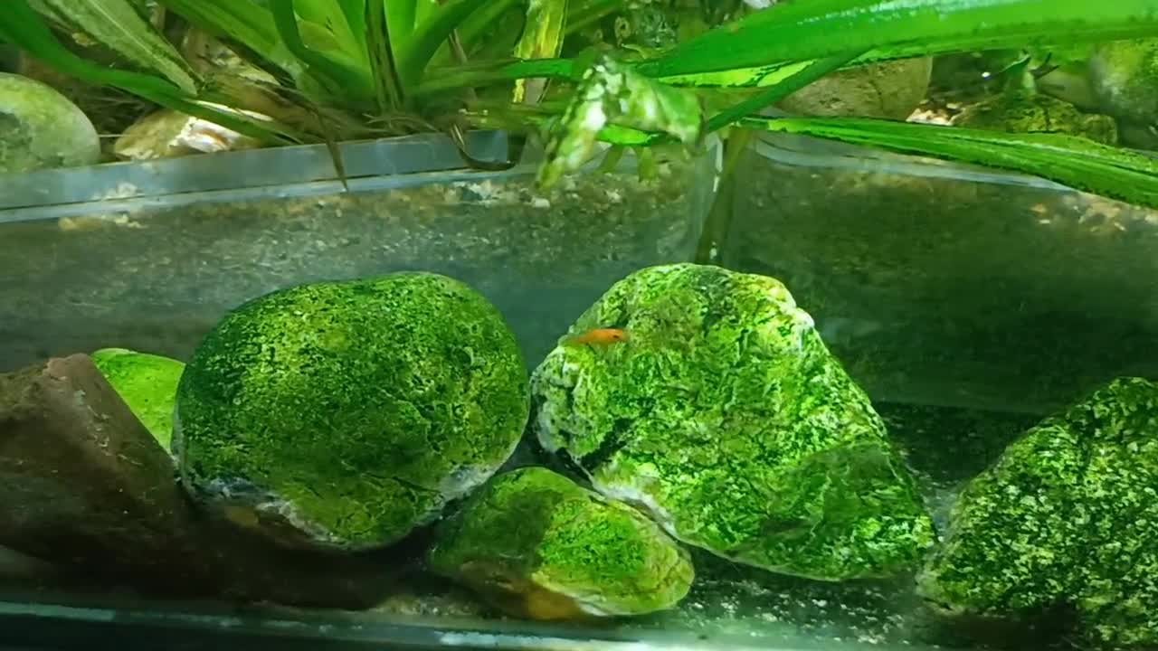 fish