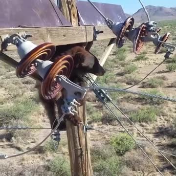 WATCH : Bear Stuck On Power Pole 😥