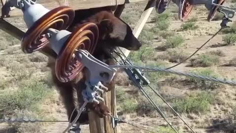 WATCH : Bear Stuck On Power Pole 😥